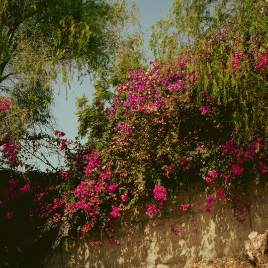 naturaleza