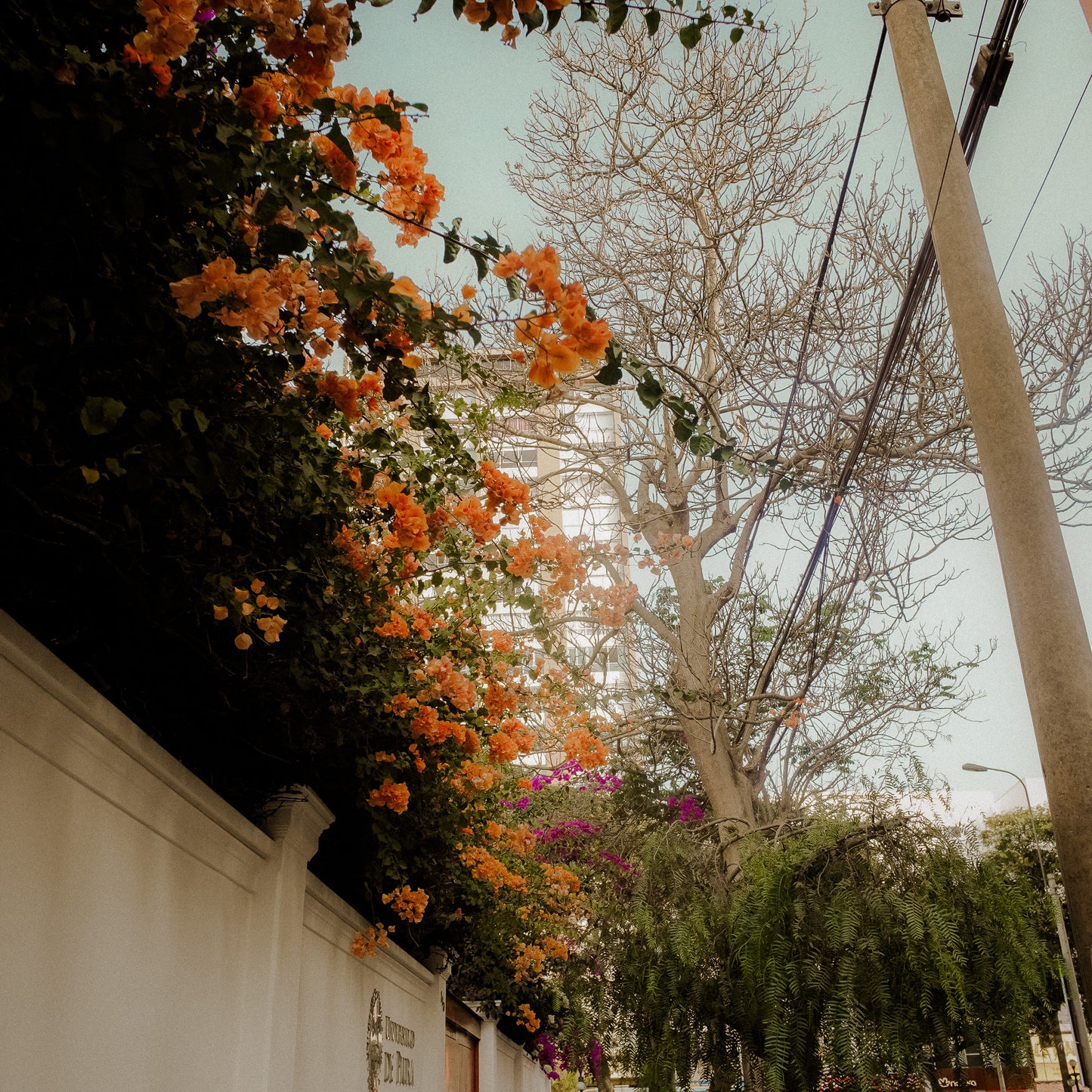 Warm Vibes | Lightroom Presets